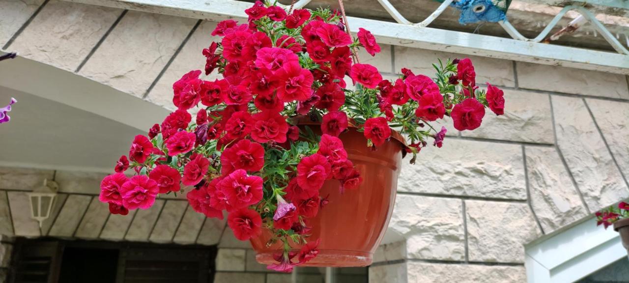 Apartments 1000 Flowers Stari Grad  Buitenkant foto